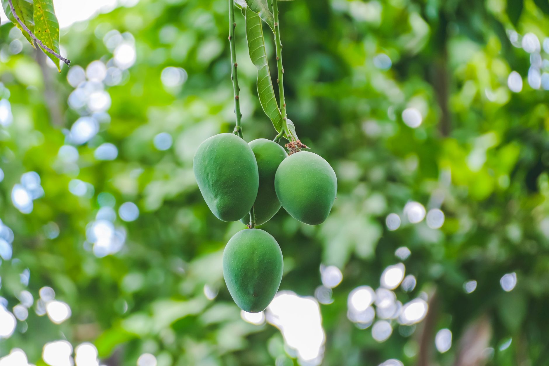 Mangoes on the tree — Tanzania origin context, not a price or volume claim.