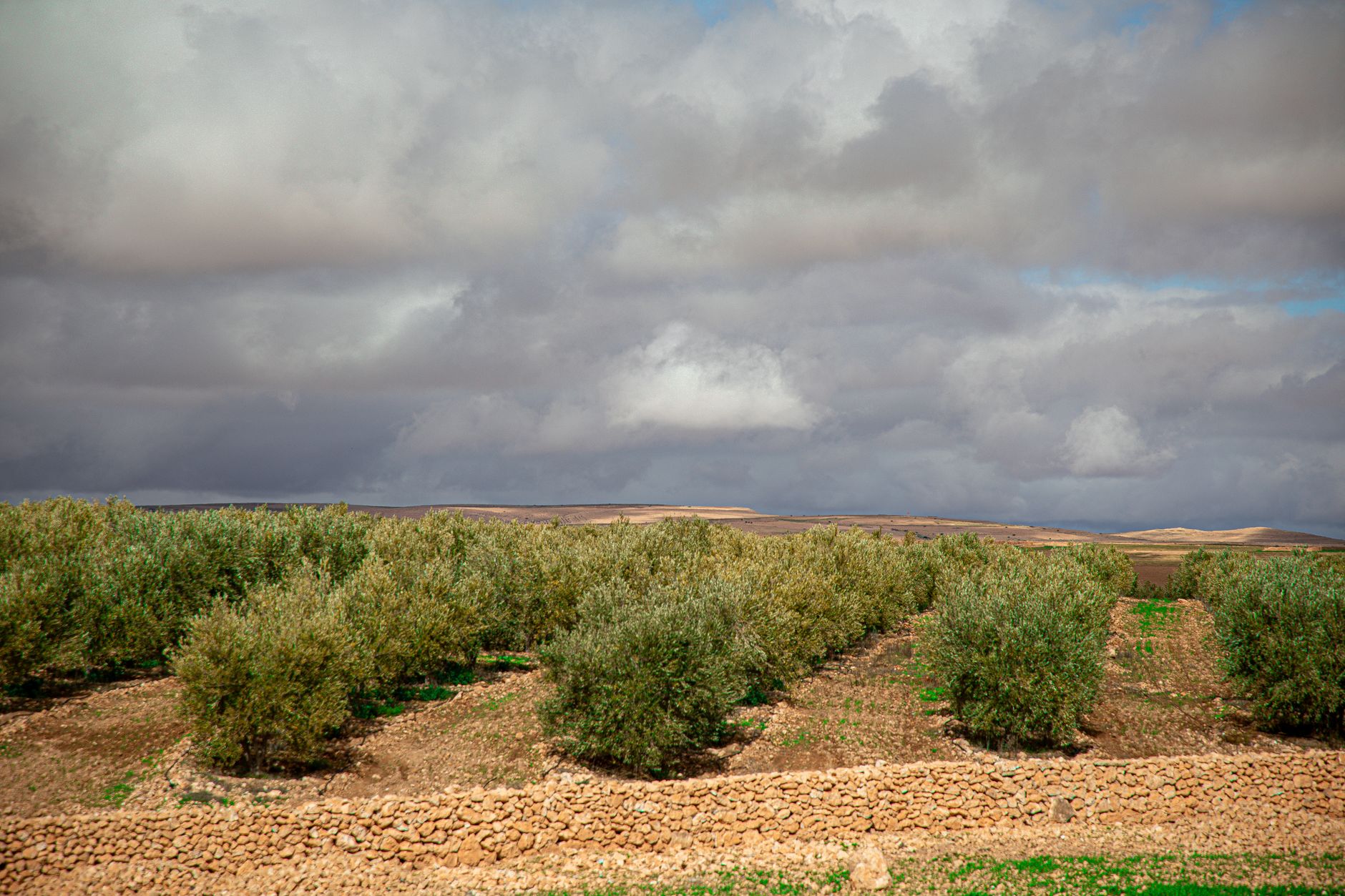 Olive grove rows in a producing country — origin context for an olive RFQ, not a packed SKU.