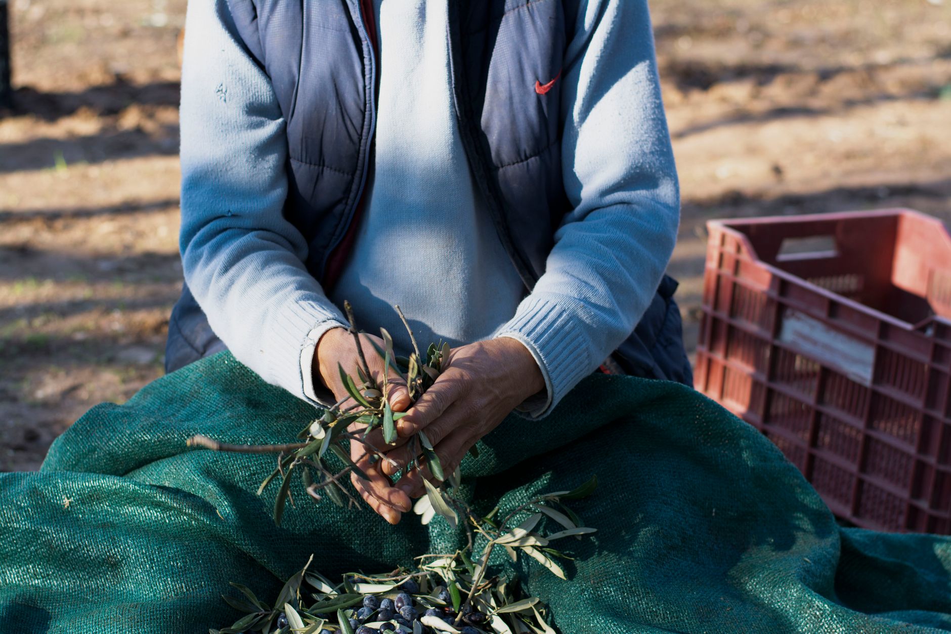 Hands harvesting olives: an RFQ still has to name form, packing, and window, not just the crop.