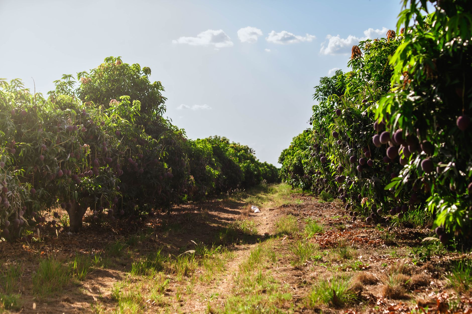 Orchard context for a mango RFQ: origin photo, not a packed SKU claim.